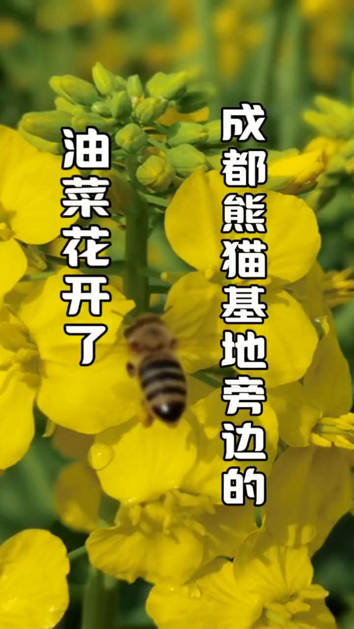 成都熊猫基地旁边的油菜花开了。