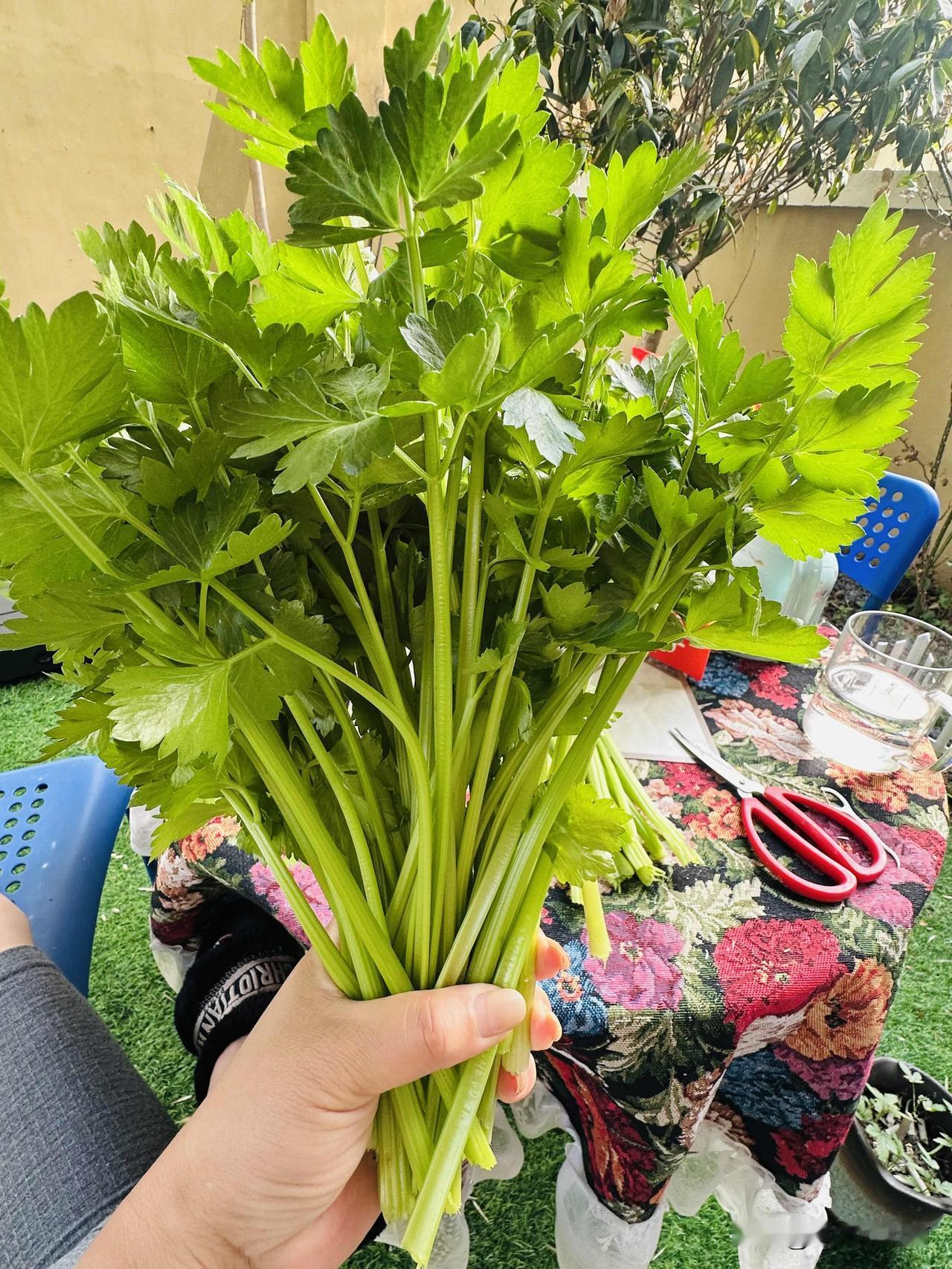 本来想着下午去看手脖子，手脖子疼了十几天了不敢打包。
吃饱饭又觉得困了，补补觉，