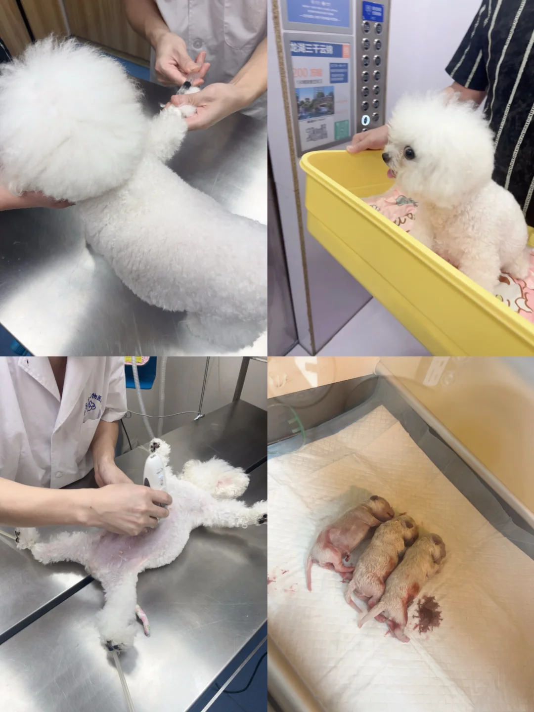 生了生了，喜提三只比熊宝宝