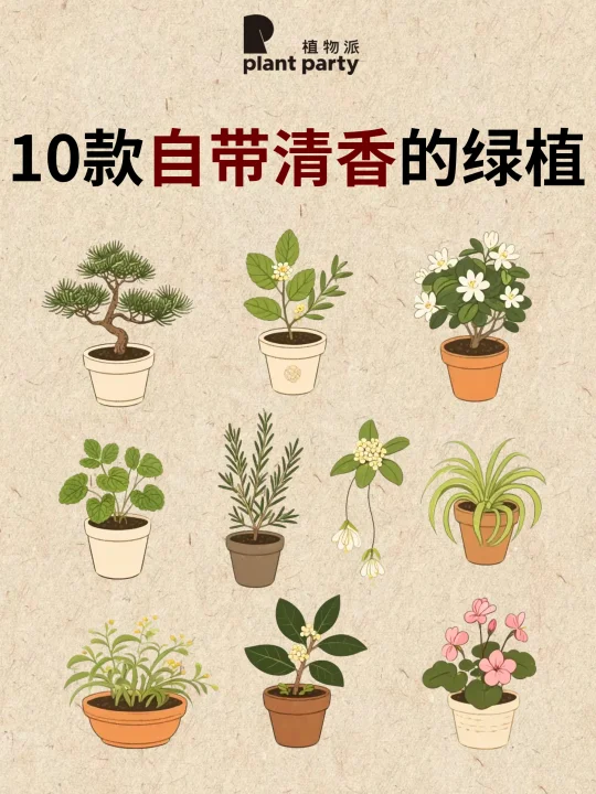 10 款自带清香绿植✨新手友好🔥家居必备