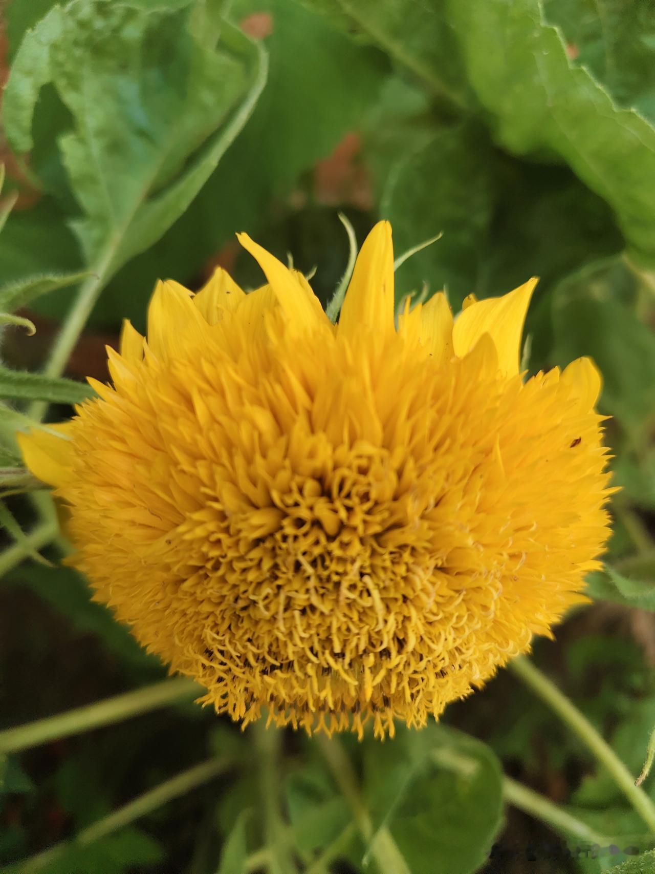 夏日生活打卡季美美的太阳花，花瓣绒绒的，紧紧拥抱着，好美好美