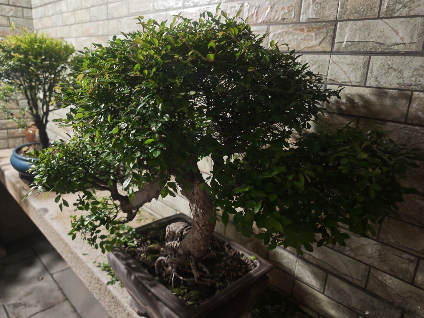 提提建议，我修剪的怎么样？ 