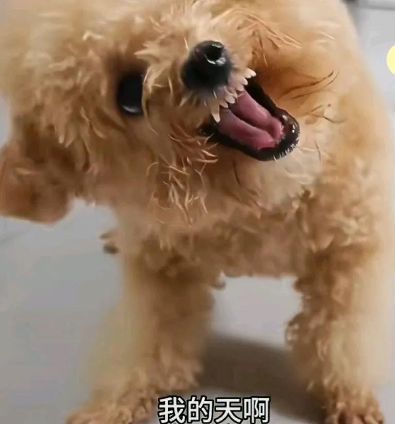 狗子护食头都被气歪了，吓得主人不知所措，主人看着他的样子，
感觉都要快变异了，