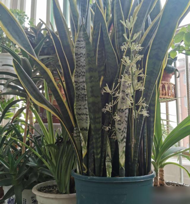 谁再说家里不能养虎皮兰我跟谁急！最近老看到有人传“虎皮兰不吉利不能家养”，可别信