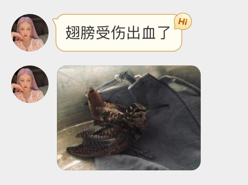 #鸟粉投稿# 捡到一只受伤的丘鹬yù嘴巴像吸管一样长！可以联系警察蜀黍处理 ​​