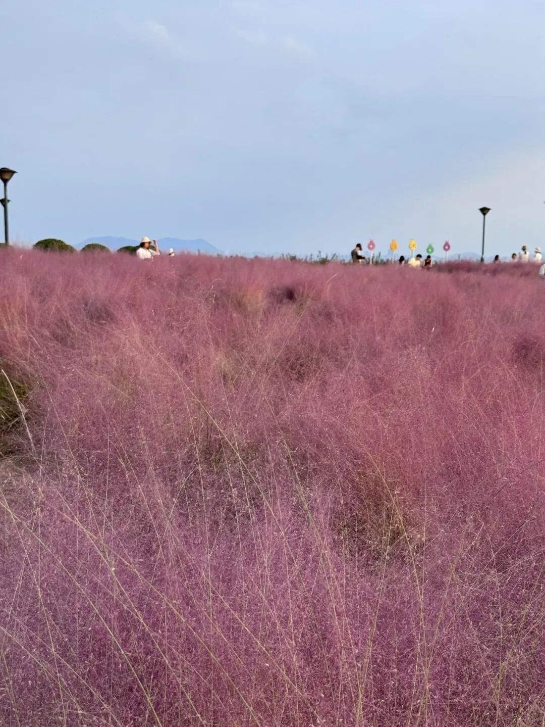 江阴粉黛地图来了！这三个地方正当时，城区这个免费还不用跑远🌸

“朋友圈都在刷