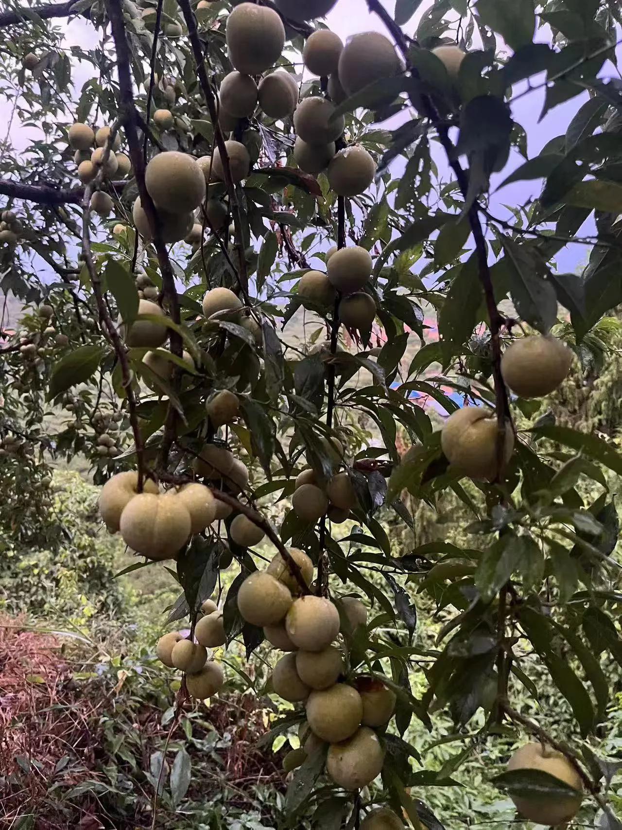 好友们围坐在一起，一边品尝着美味的火锅，一边分享着生活的点滴。

那些欢笑与感慨