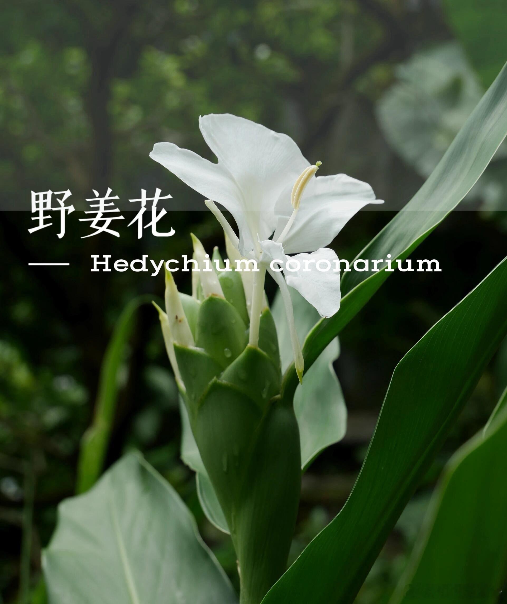 奇妙生物圈植物科普 你们闻过姜花的味道吗？[微风][微风]一、植物简介姜花，又名
