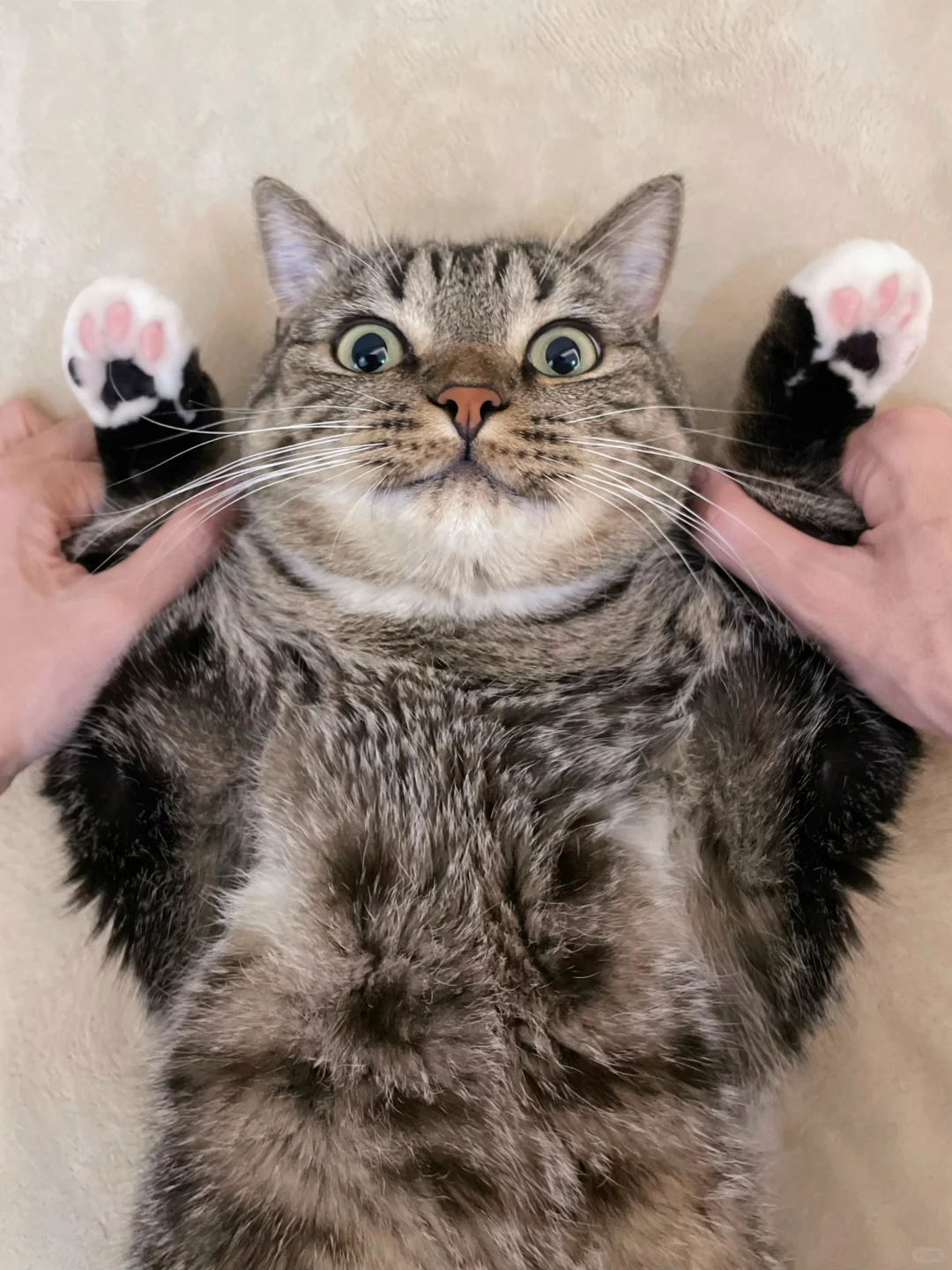 它的猫爪是怎么做到这么可爱的啊？🐾