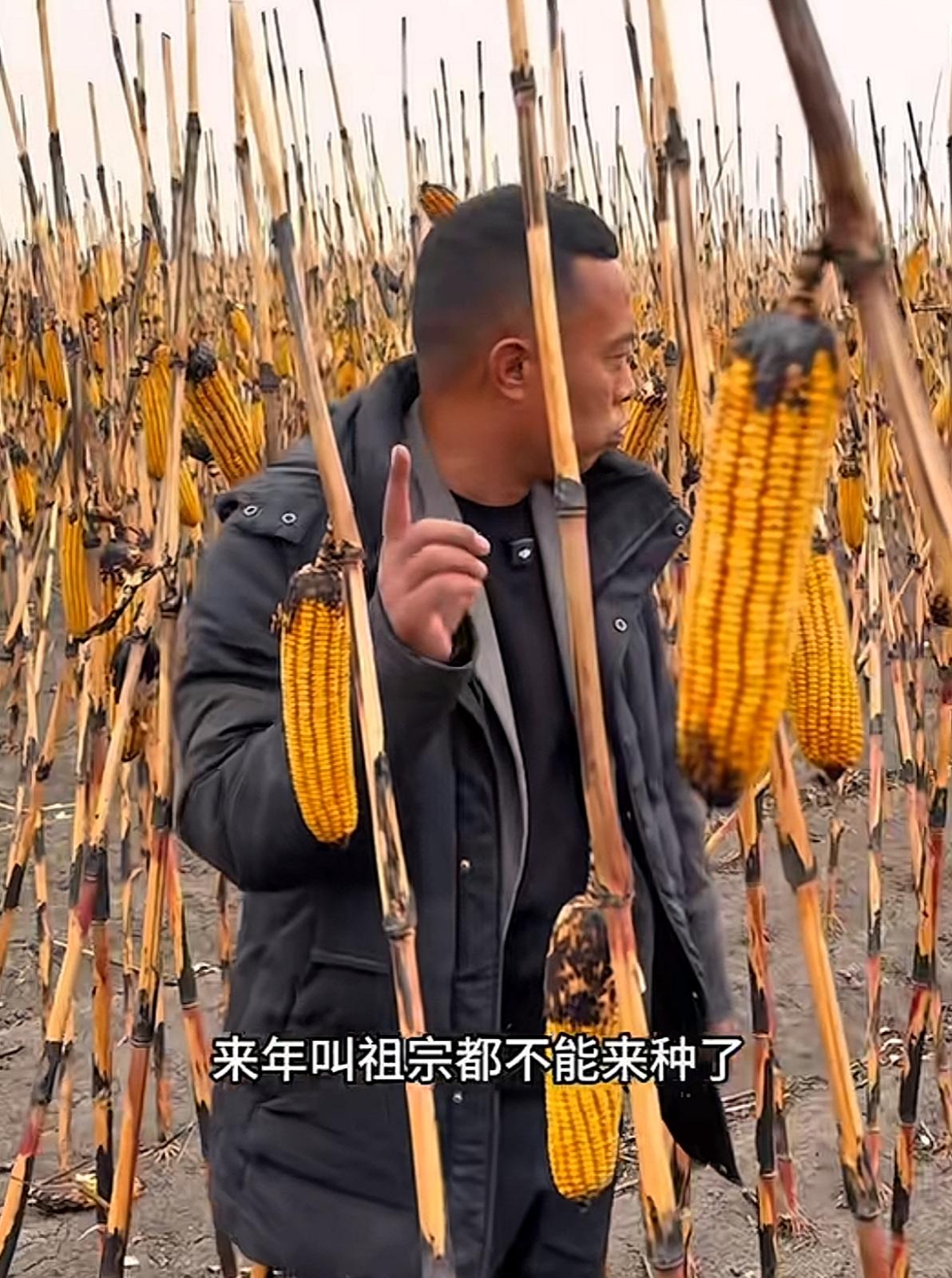 “黑龙江土地王” 刘辉这次损失可大了！位于七台河勃利县的玉米地惨遭烧坏，光秃秃的