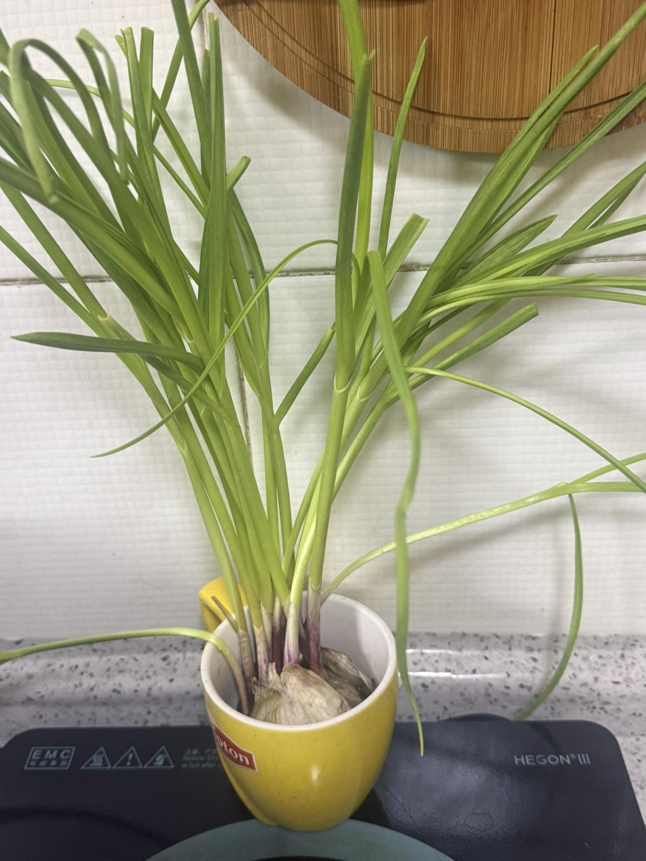 我的今日状态：😁轻松愉快
我这里的天气：🌤️多云

之前发芽的大蒜头没舍得扔