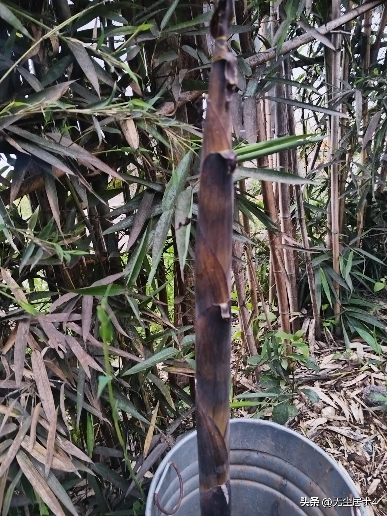 传播黄山徽州地方美食和小吃——徽州茶笋和燕尾笋。——徽州美食博客，欢迎吃货品尝打