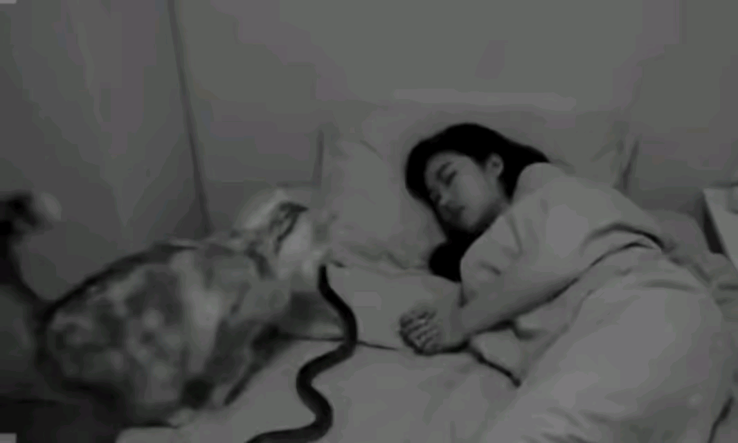 猫咪自己都舍不得吃的辣条，直接给主人送来了，这份感动～[可怜]