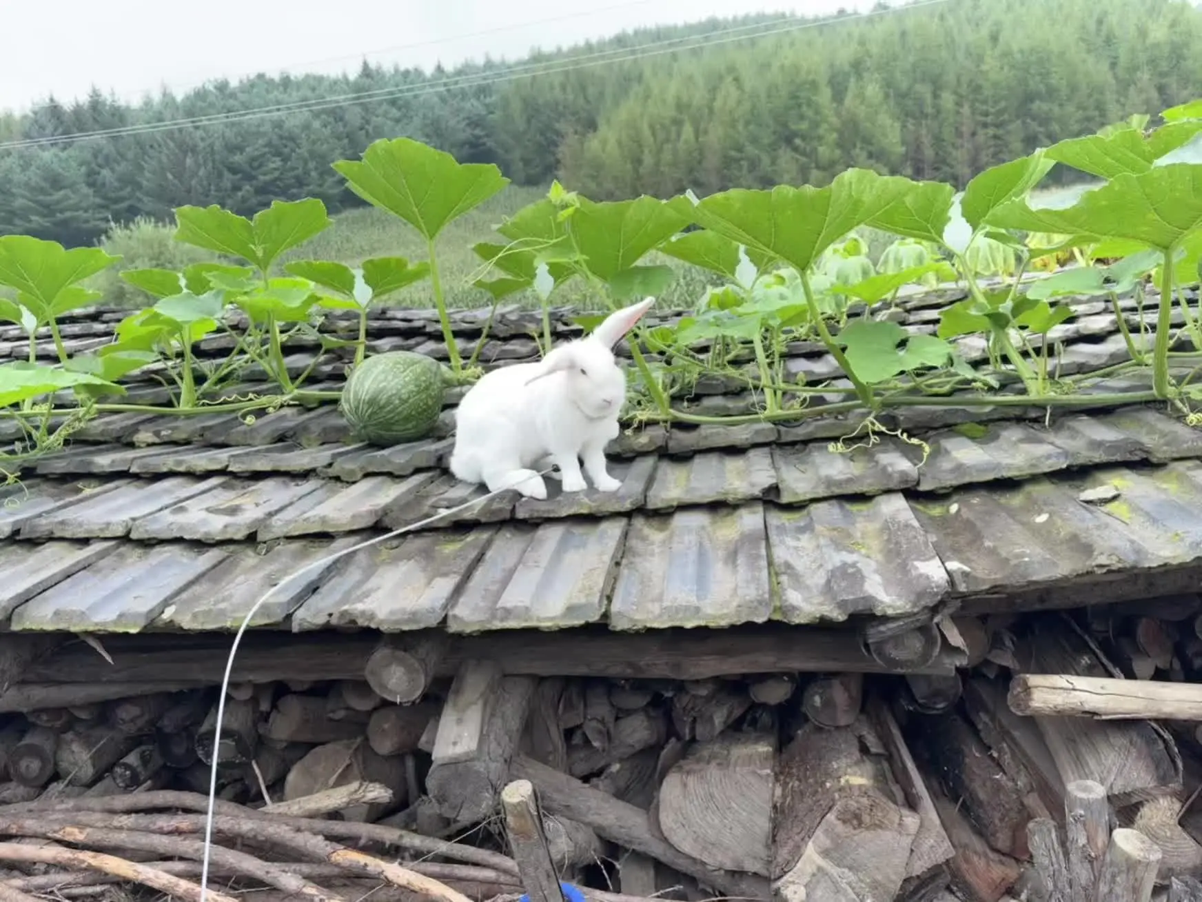 上房揭瓦