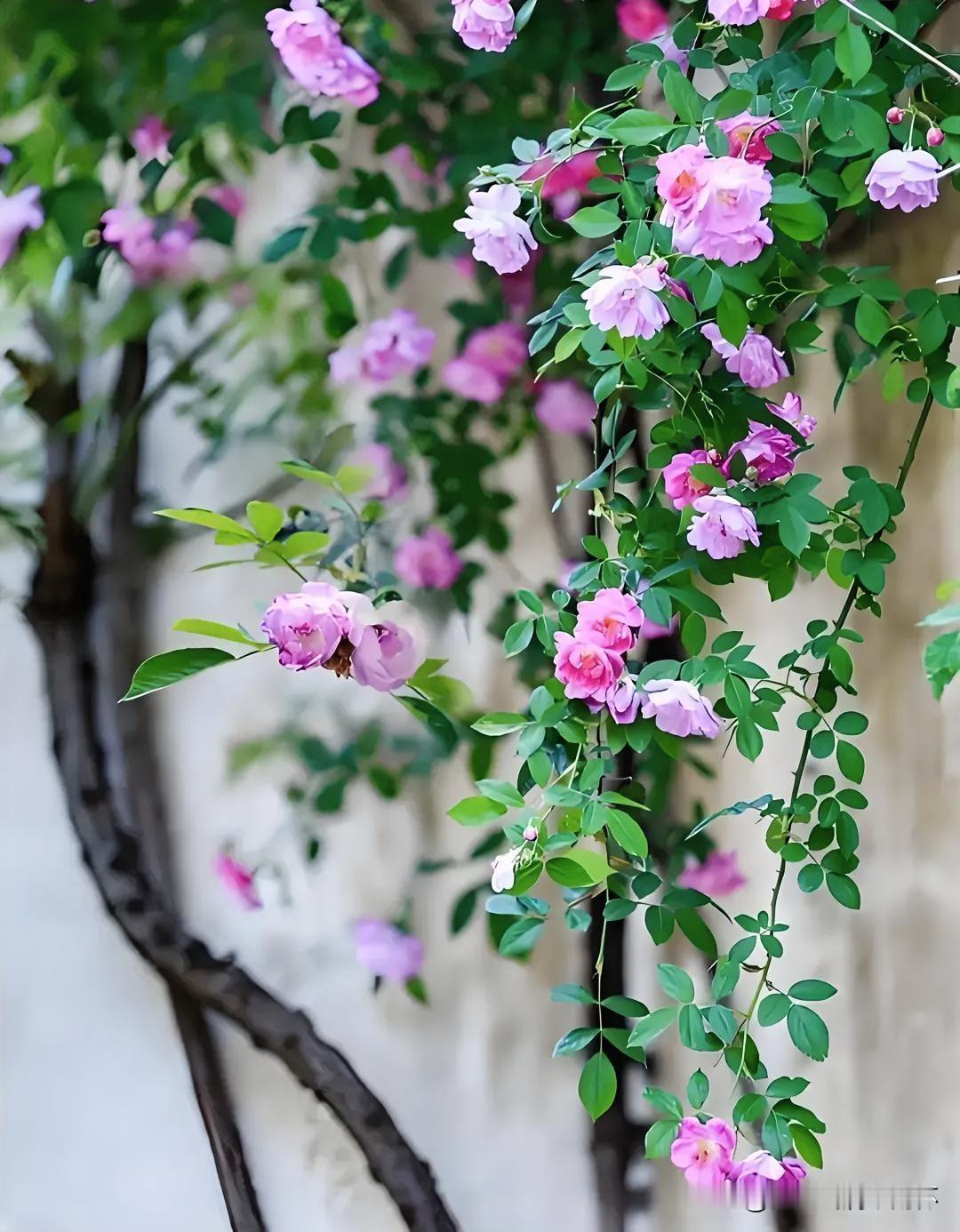 上联：乱红如雨花深处
下联：有请雅士[玫瑰][玫瑰][玫瑰]
