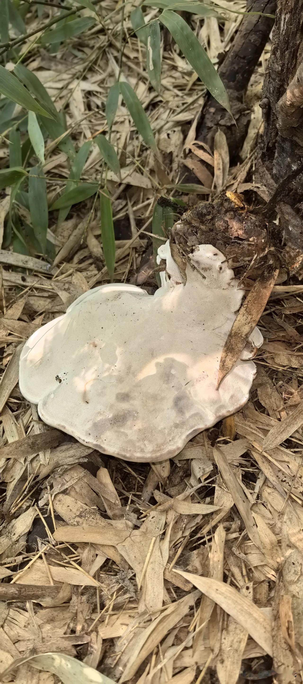 这是在白鹿原鲸鱼沟看见的一种类似灵芝类的菌类，生长在枯树根上，背面（朝下这面）是