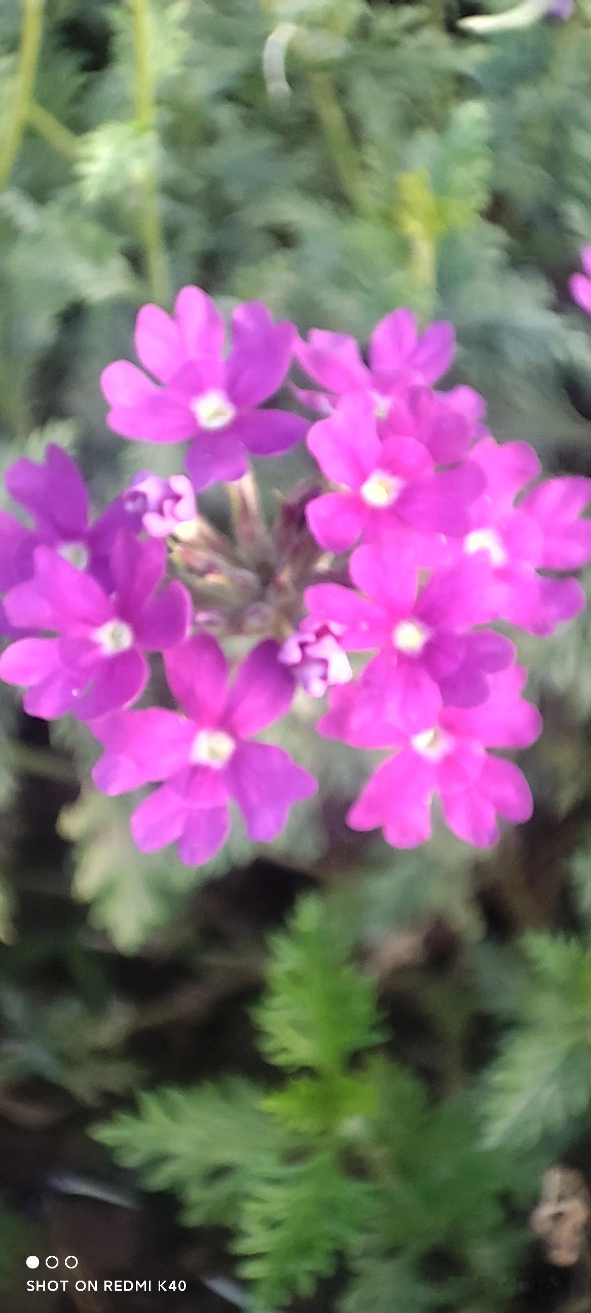也拍深秋后各景小草花。。。
#手机闲拍秋色景#

秋深秋景各自鲜，秋雨秋寒独心闲