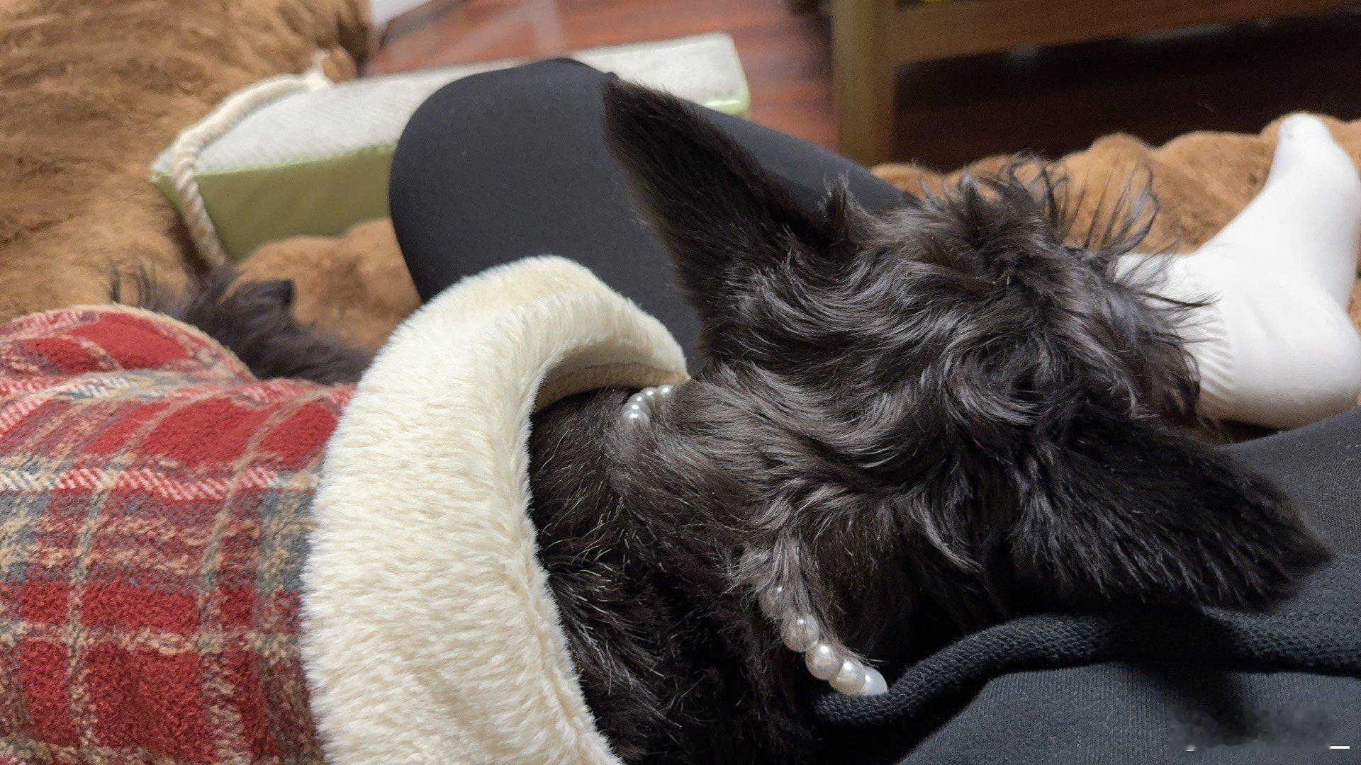 刚小董吃饭的时候洒了点儿醋，小狗身上沾了点儿，她很紧张问狗吃醋会不会死，我说不会