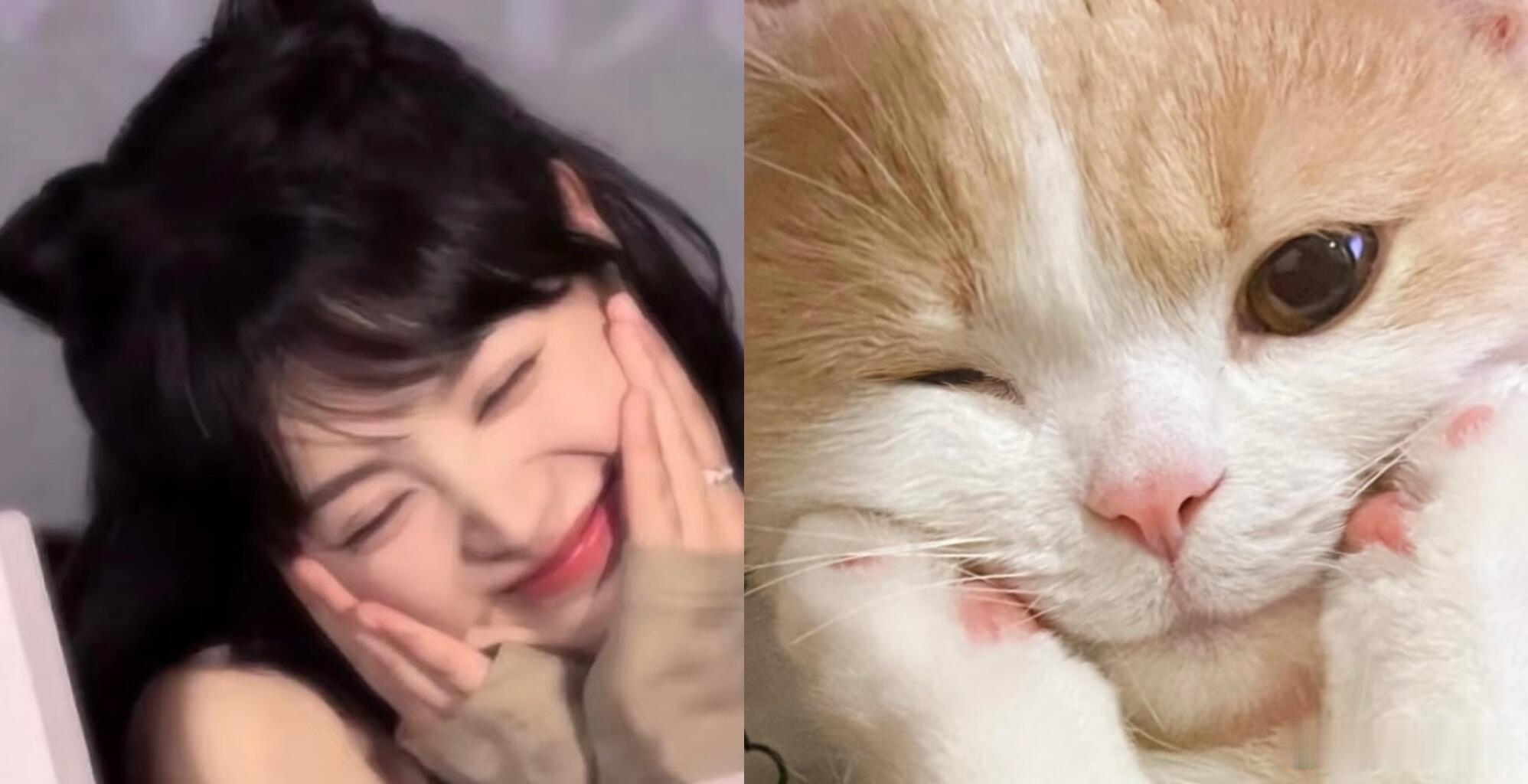 田曦薇王安宇都无法抵挡猫咪的可爱我是完全阻挡不了田曦薇这只小猫的可爱，萌得要鼠了