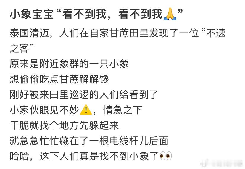 小象宝宝“看不到我，看不到我🙏” 