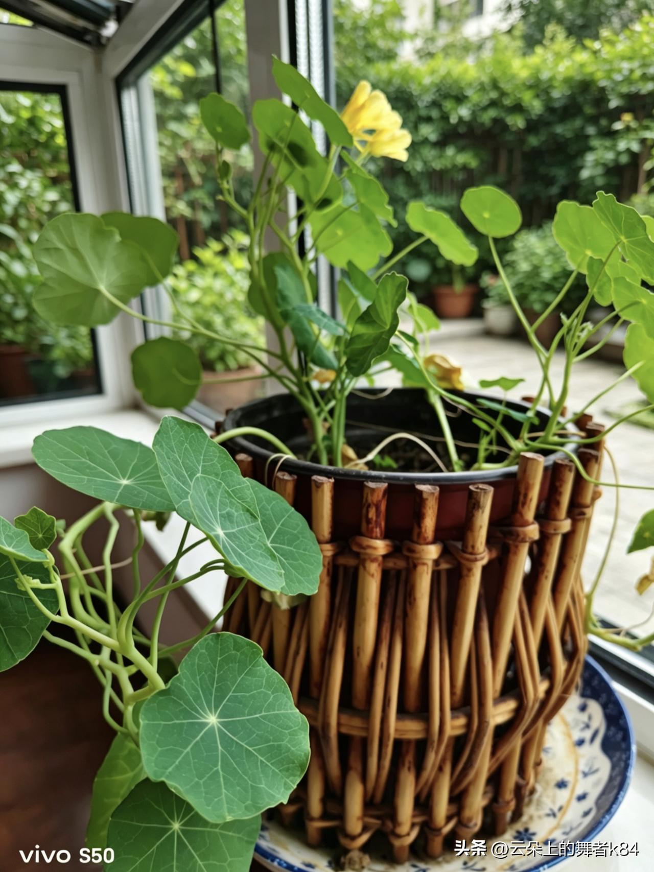 今日分享随手拍照片我家养了一盆旱金莲，它的叶子像荷叶的微缩版，稀疏的开着小黄花，