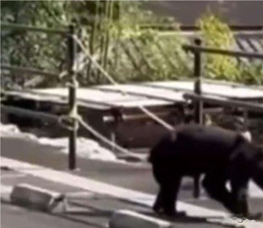 日本店员被熊袭击误认为是狗。                   11月9日凌晨