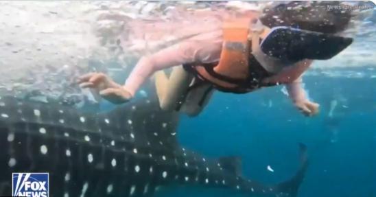 【一位菲律宾女性正在水下摆姿势拍照时，一只巨大的鲸鲨突然轻推她的手臂，让她完全措