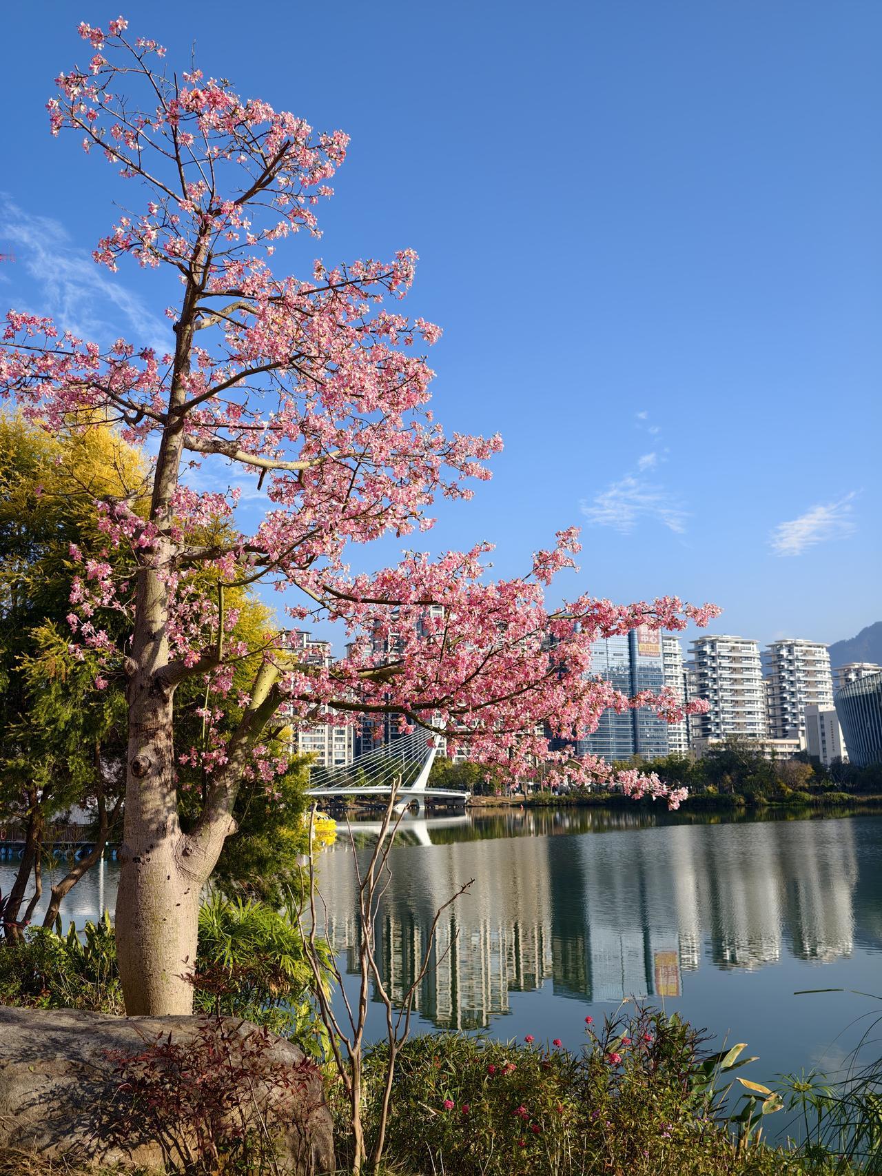 这不是福州的冬吗？此图来自福州晋安湖公园，此树为异木棉树，给人呈现的“桃花柳绿”