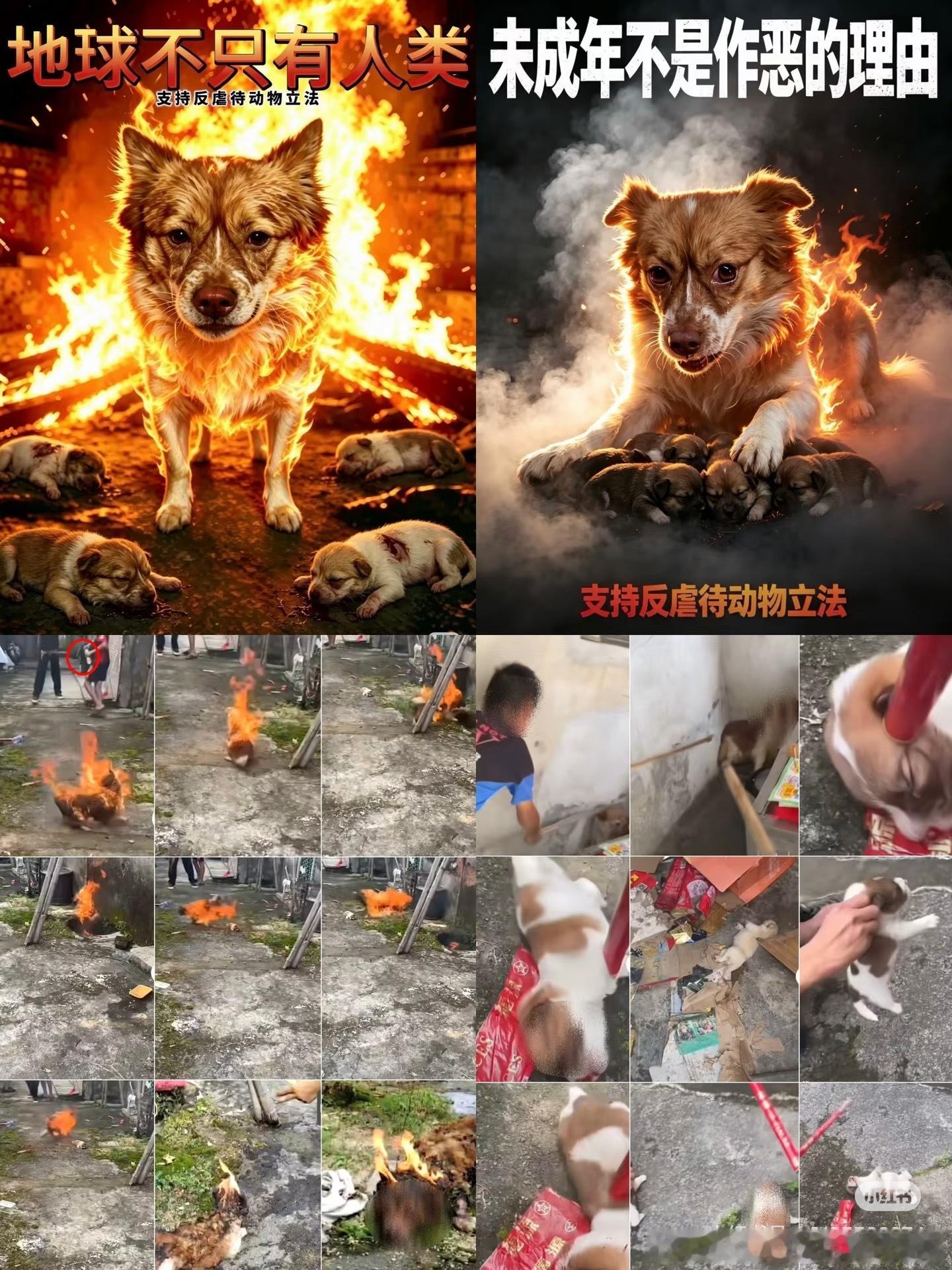 揭阳未成年残忍虐杀狗妈妈一家太可怕了未成年不是保护法也不是作恶的理由凭什么只是通