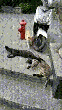 反应挺快的[大笑][大笑]