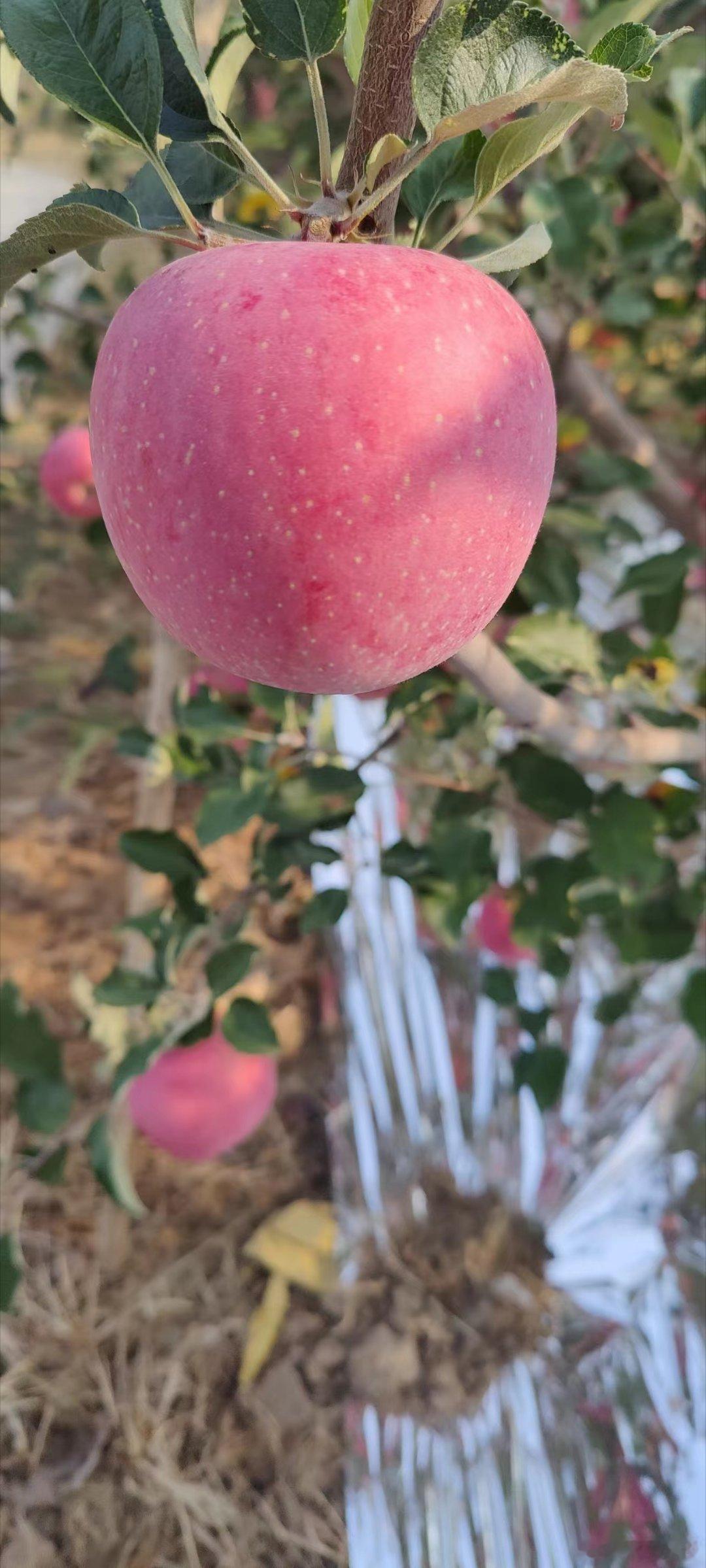 🍎🍎🍎时隔一年，它回来了🍎🍎🍎自己的红富士苹果 苹果大小（75—80