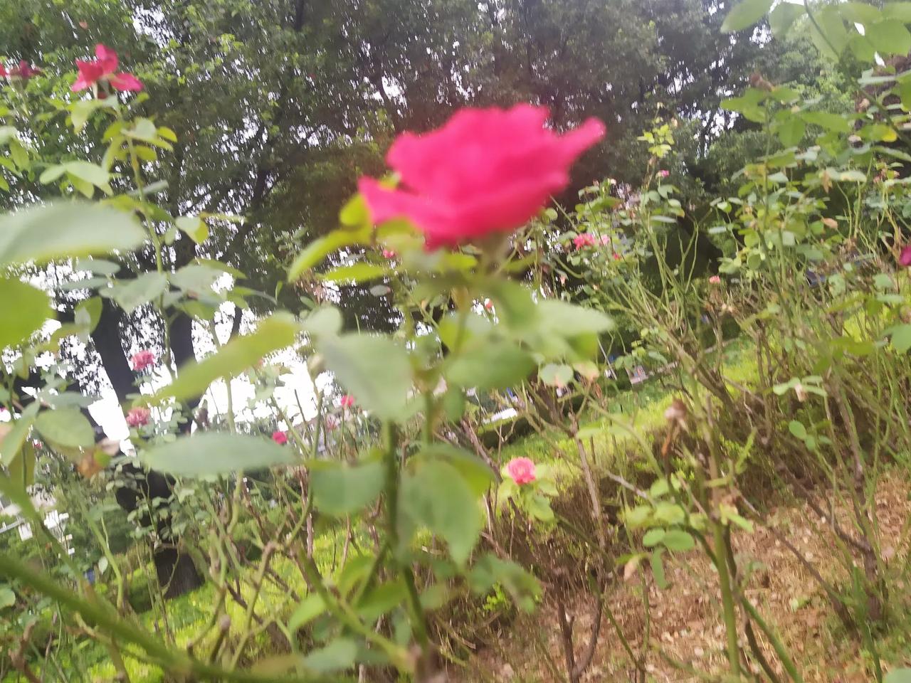 #蜀汉灭亡,可否避免?#魏延的一生为蜀汉奋斗的一生！为蜀汉光明正大的一生！在军队