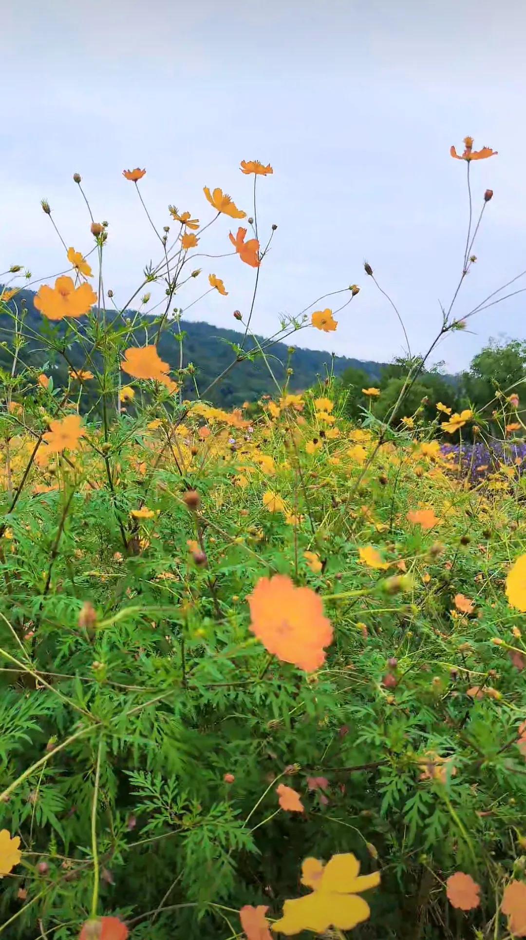 #记录秋日生活点滴#在这场秋雨中，树叶渐渐染上金黄，果实愈发饱满，大自然正以它独