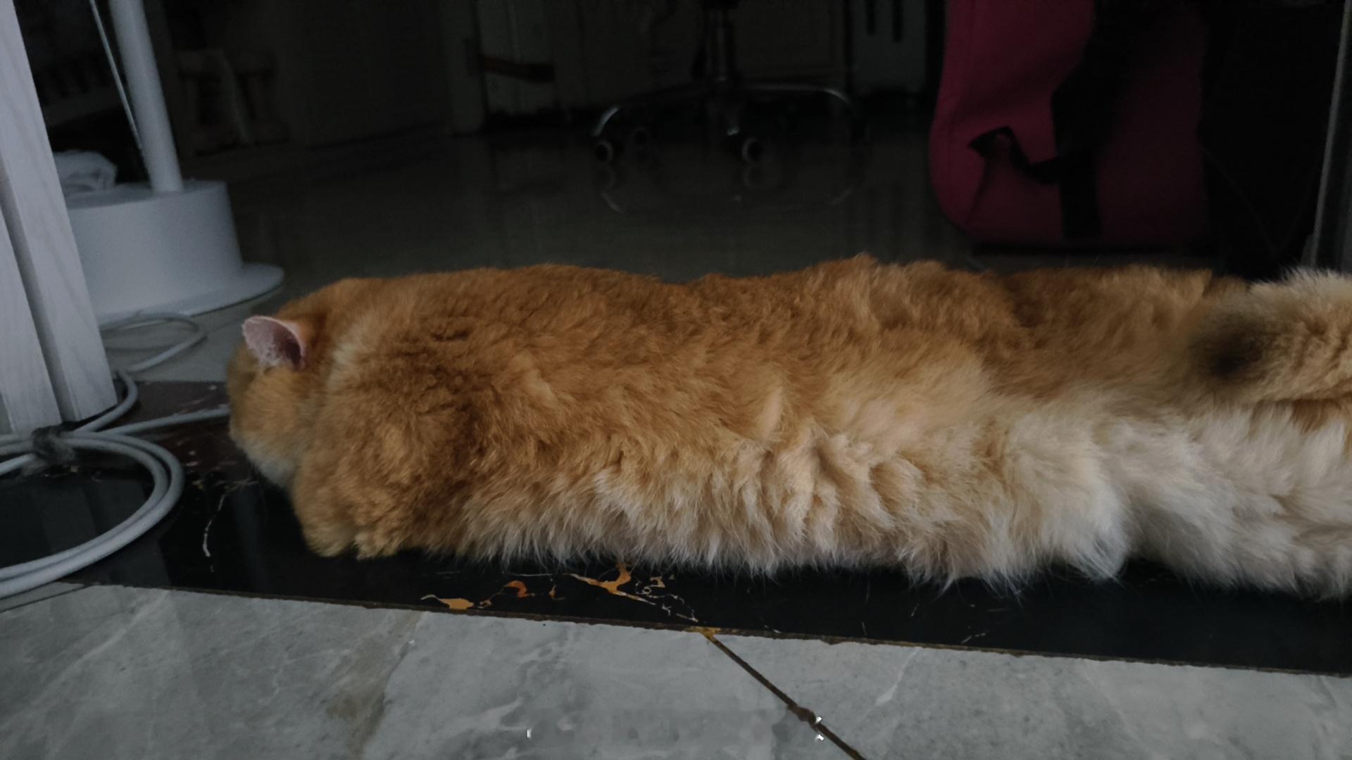 拿小猫当勺子使了这是什么[喵喵]这是猫猫虫[可怜] 好标准的一条{(°△°; 