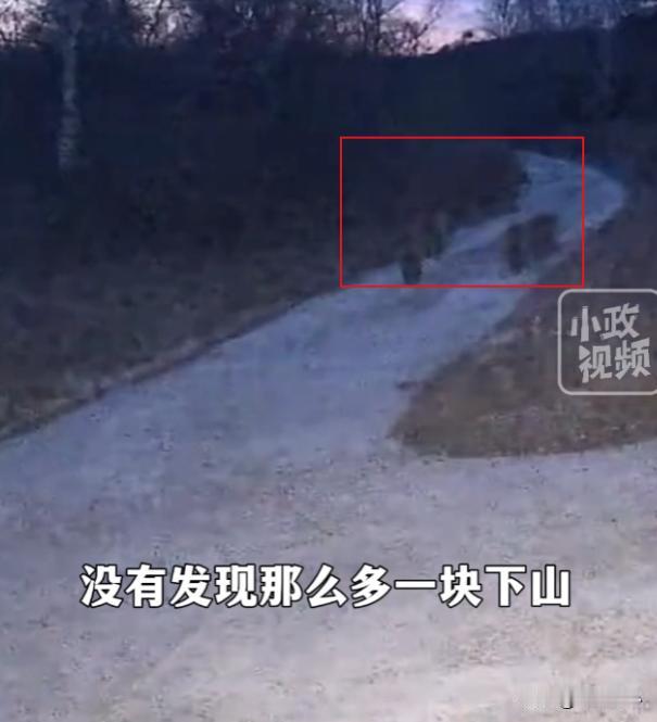 3月10日，延边4只东北虎下山游荡，详细情况来了！

在吉林的珲春庙岭村竟然出现