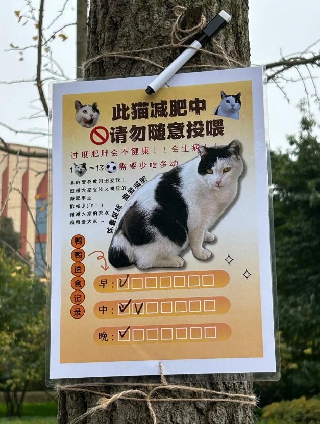 真的被小猫的天真可爱治愈了！世间所有的警示牌、温馨提示牌，对人类是严格的规矩约束