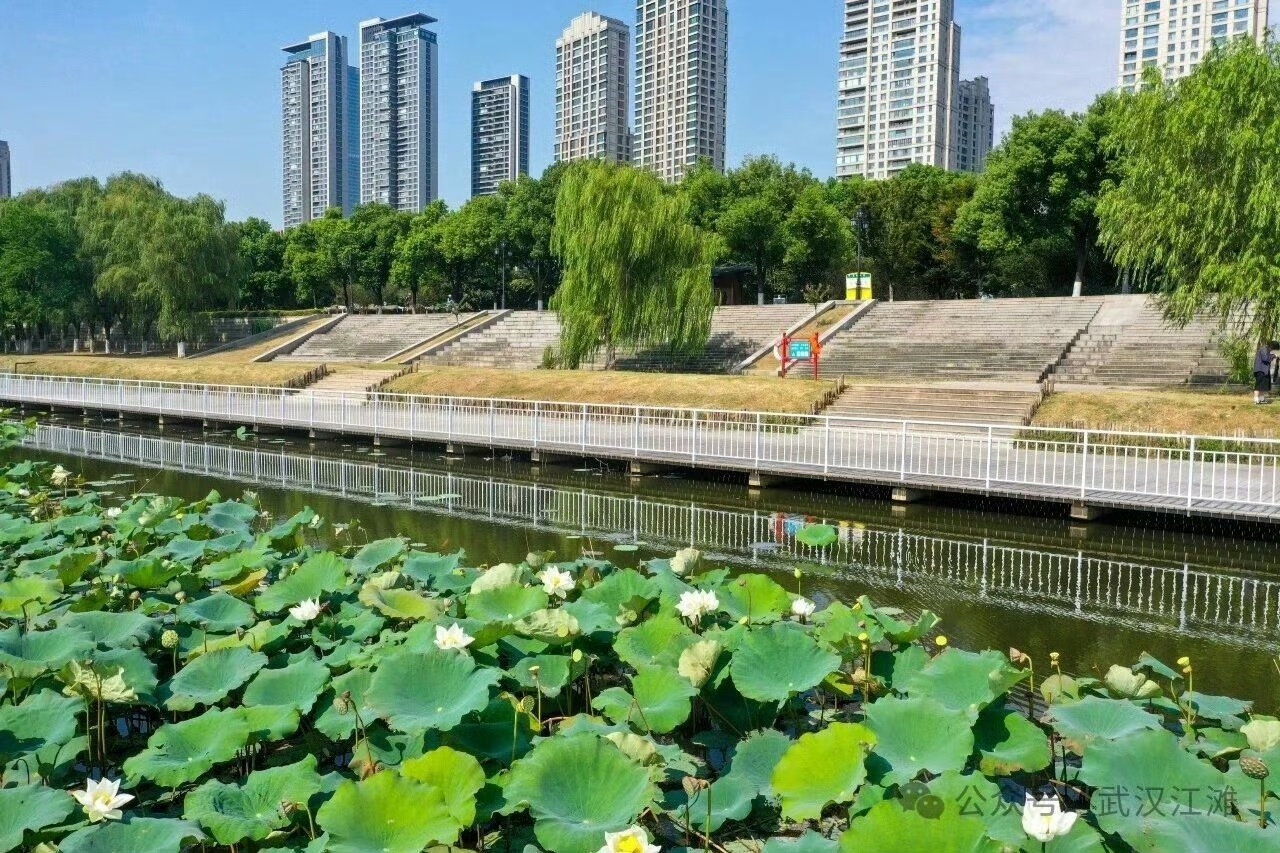 来武汉过周末 【秋天都来了，这里的荷花怎么还在开！】初秋的风一吹，很多人已经开始