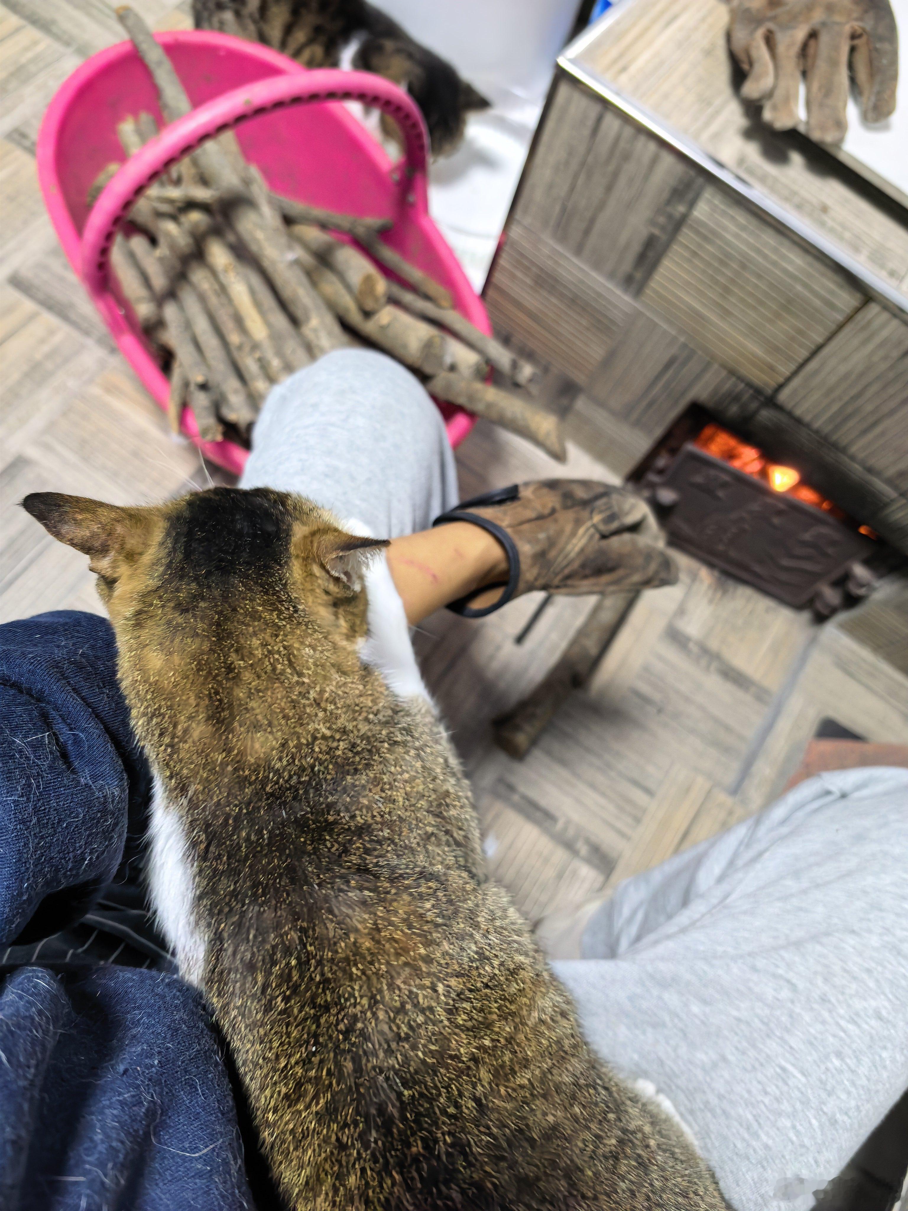 烧炕还得用手挡着，时刻警惕猫跳火坑被烫着[流汗] ​​​