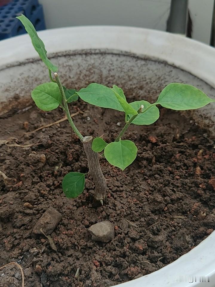 刚刚移栽的三角梅，一共栽了两棵，属于是漳红英品种。

小苗是自己从三角梅老树上剪