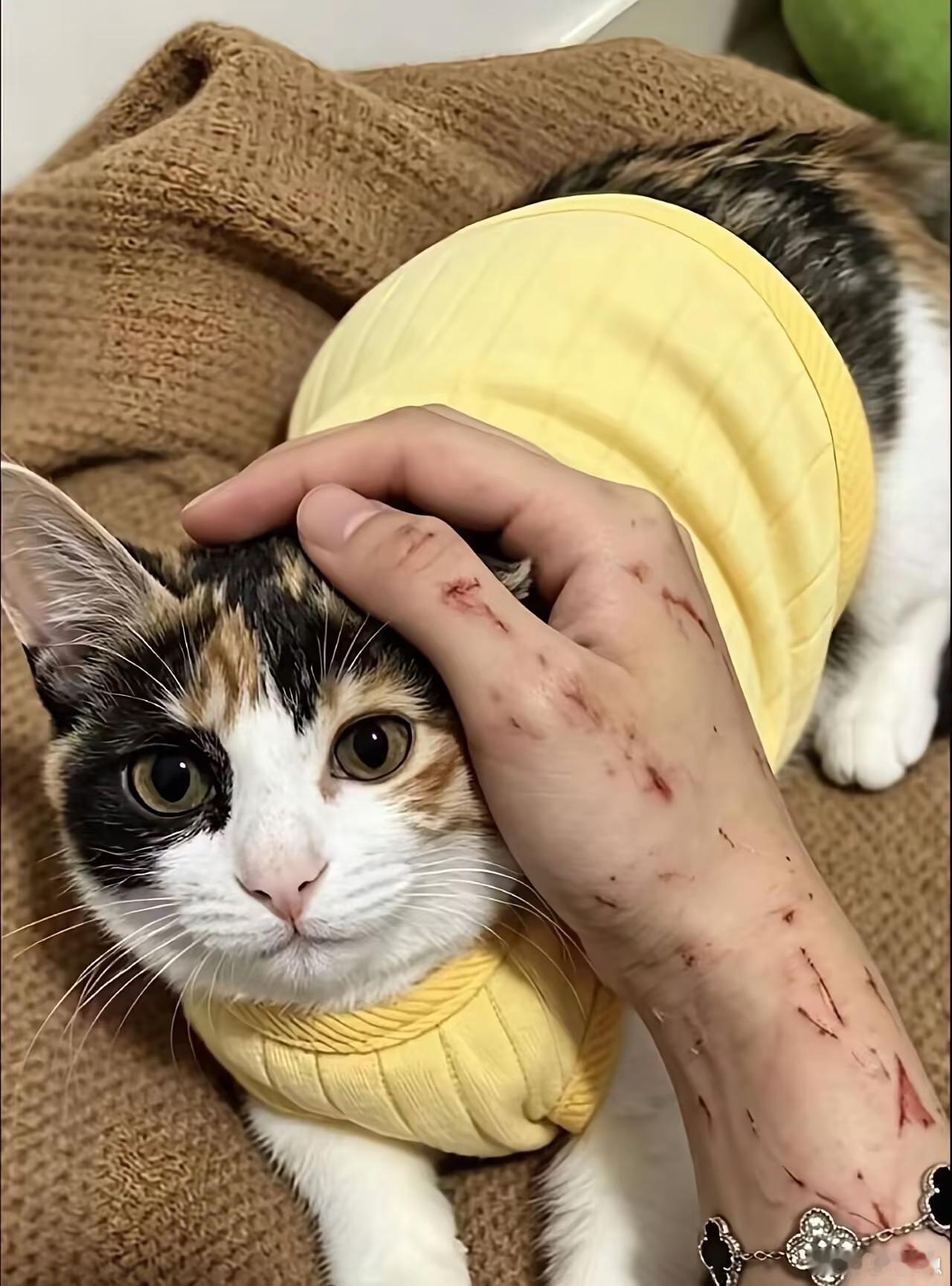 猫猫，麻麻爱你 