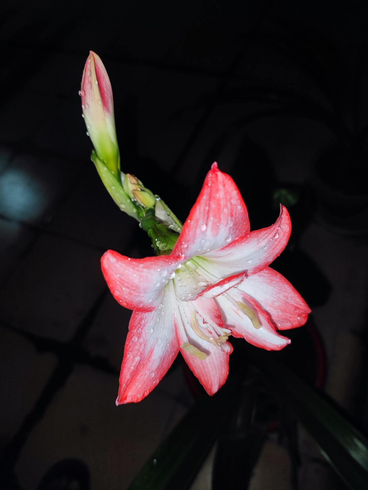 昨夜星辰昨夜花，
风吹雨打独自开；
初夏犹清错认春，
朱顶红颜带露开。
——张书