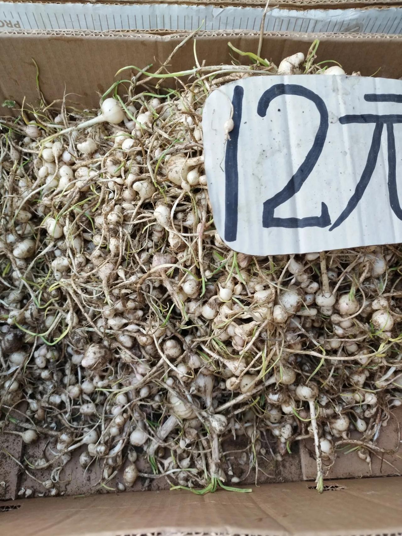 今天上早市，菜市场里发现的。

一个纸壳盒子里装着这个菜，竞然12元一斤。

这