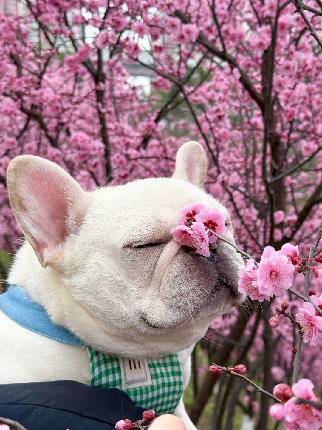 春天花会开 小狗自由自在