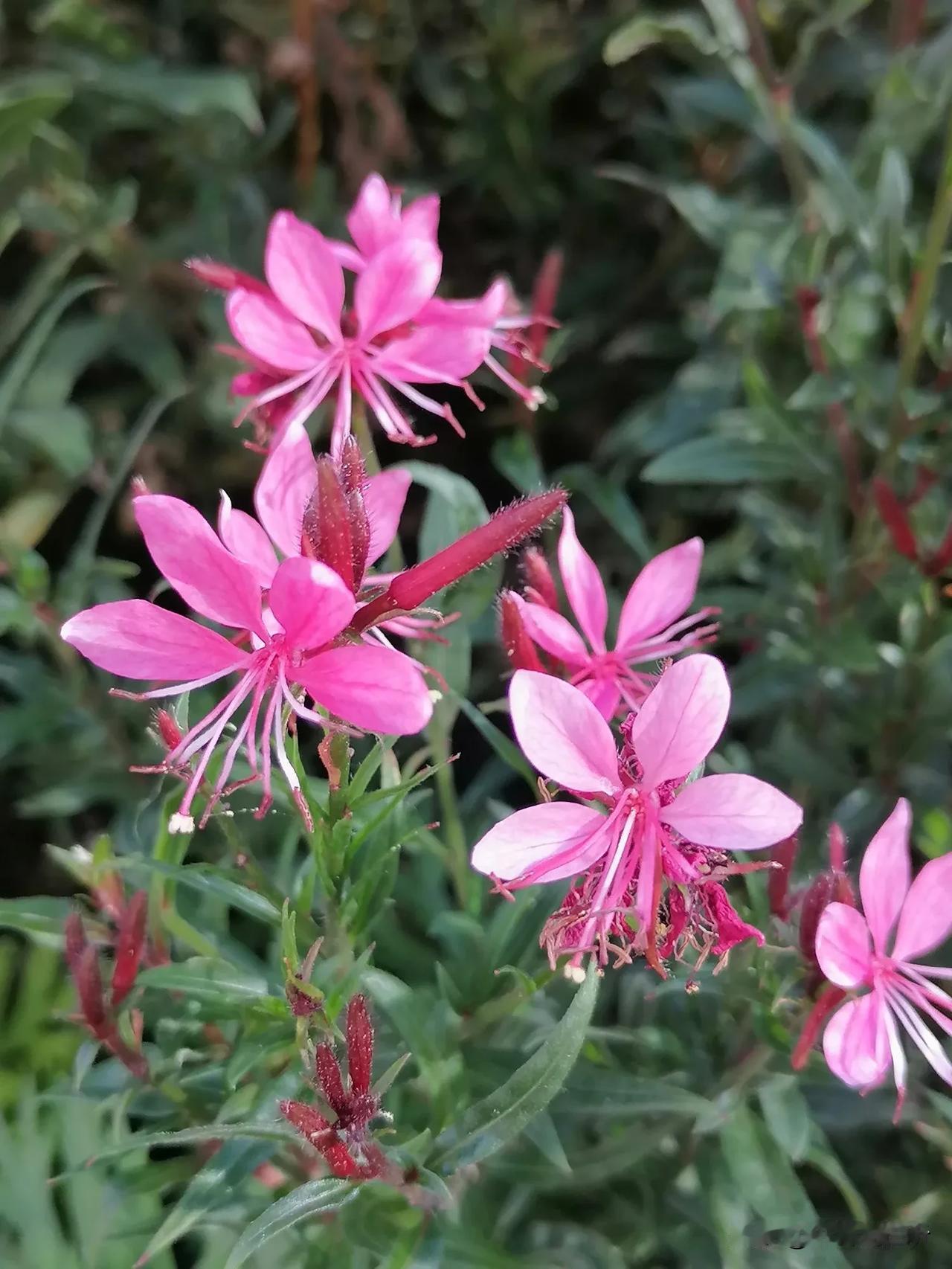 小巧玲珑，颜色艳丽的花#那些好看的花花草草##随手拍的花分享# #分享公园里的花