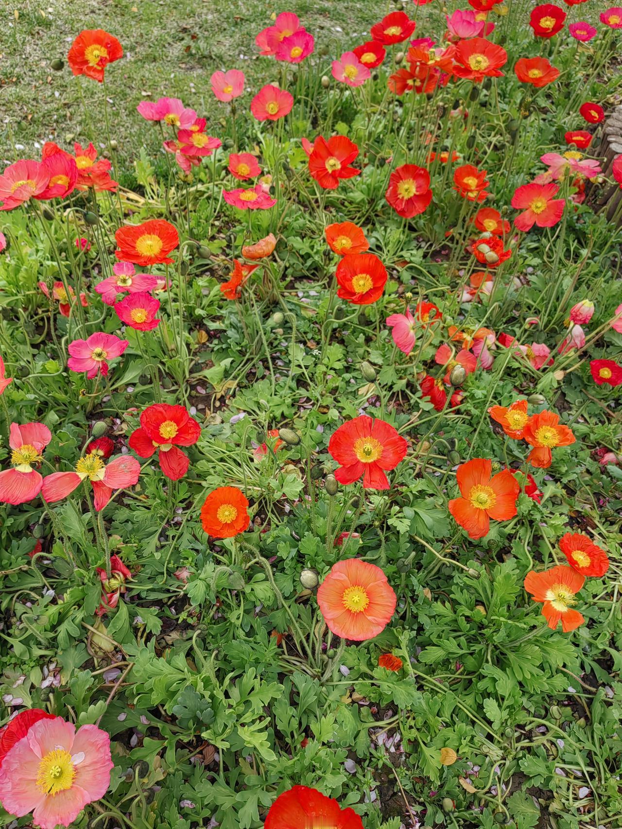 今天没课，轻松。
     早餐得好吃丰盛点，传统天津早餐。嘎巴菜，卷圈，煎鸡蛋