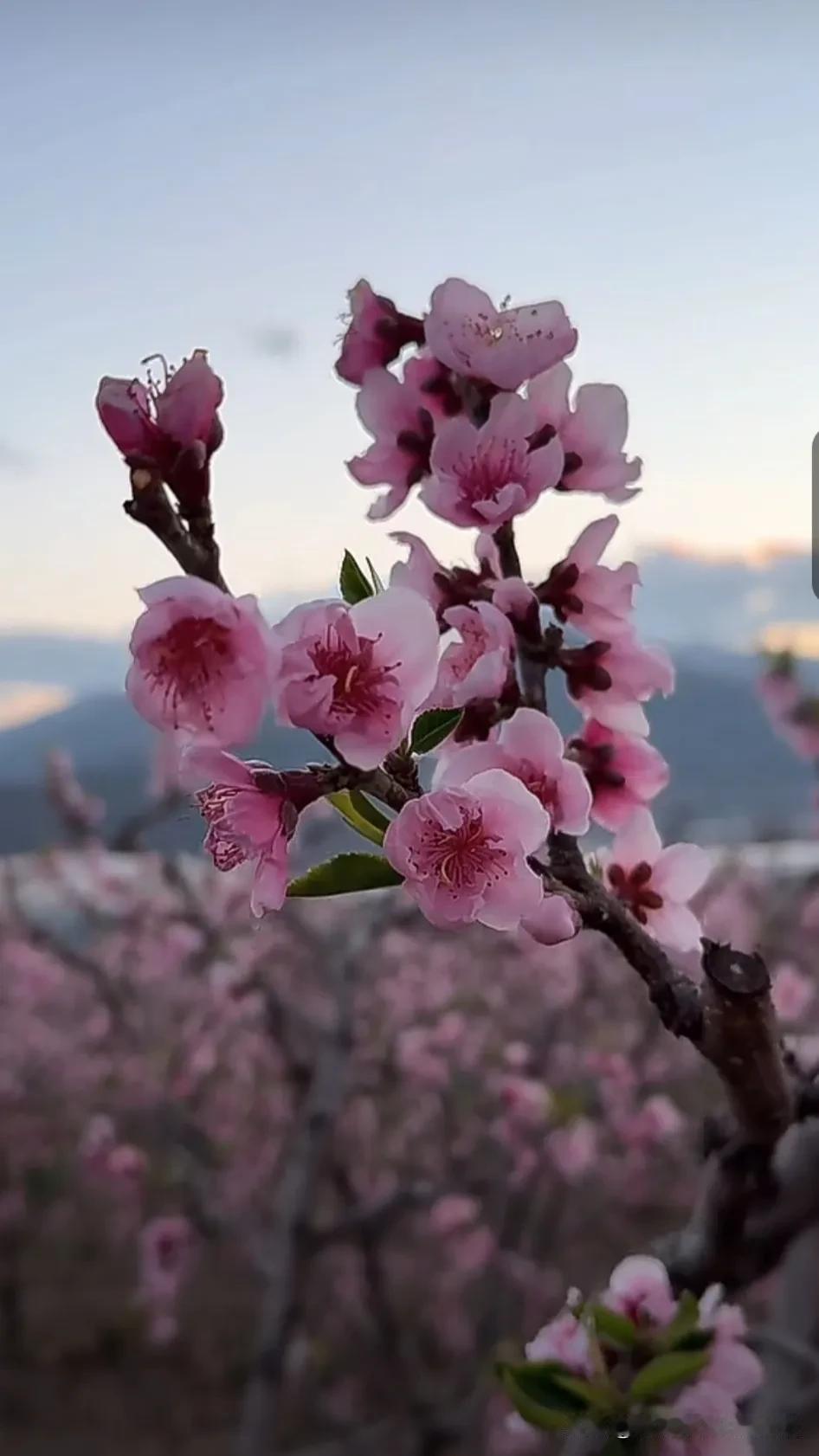 春风拂面来，桃花笑开颜。美景桃花开 春日花美景分享 春暖花开近有时