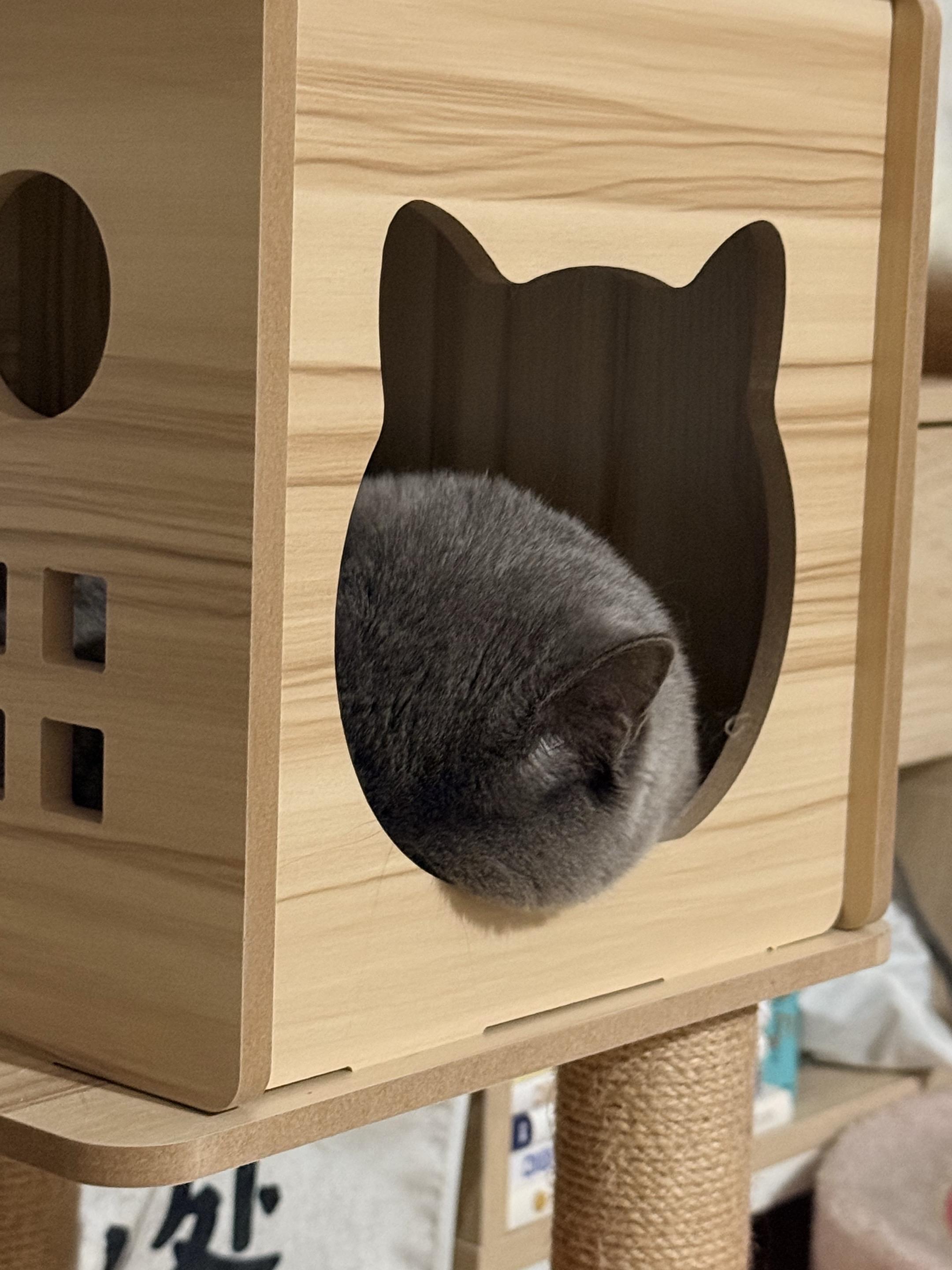 糟糕这只小猫咪谁顶得住啊 喵腿 小猫爪 奶咪 小猫软软