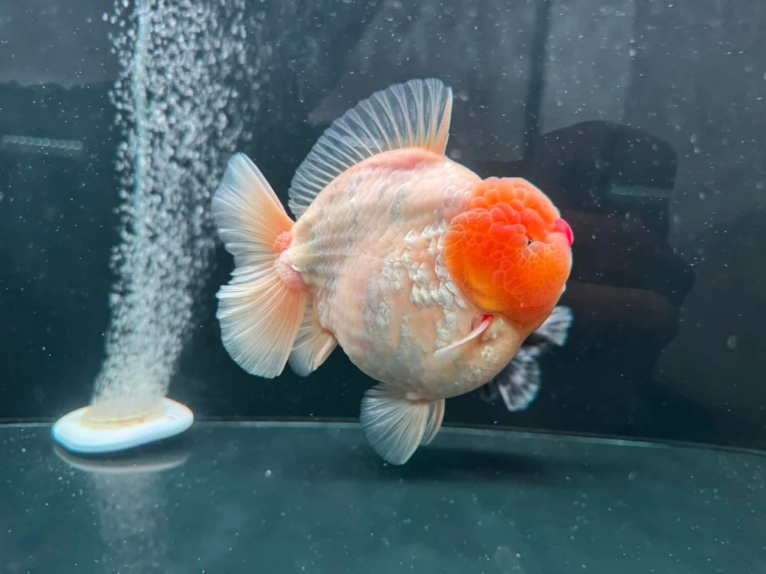 缸“🐷”