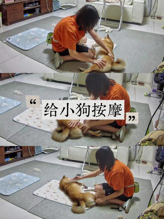 分享给狗狗按摩的好处以及思考🤔
