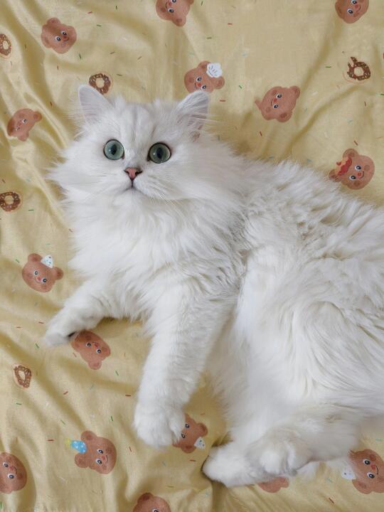窜稀小猫有救了，再也不换粮了！！！